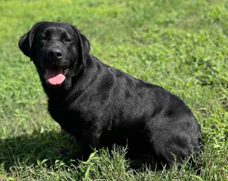 Labrador 1