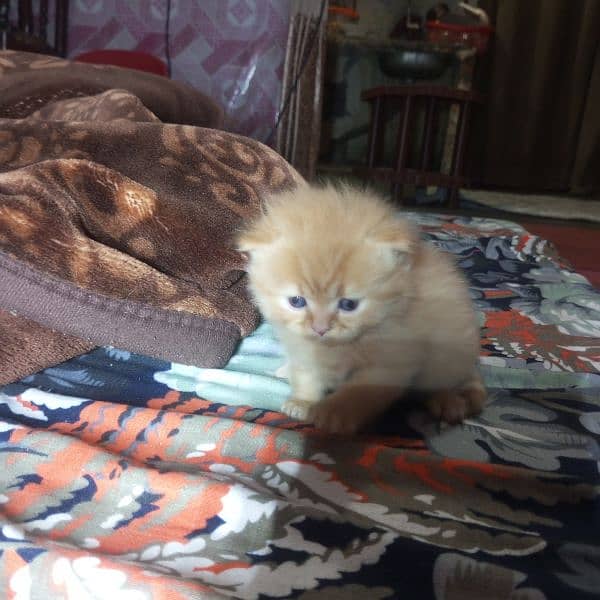 Triple Coat 3-Week-Old Black and Orange Persian Male and Female Kitten 7