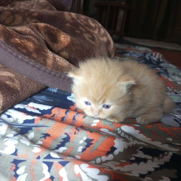 Triple Coat 3-Week-Old Black and Orange Persian Male and Female Kitten 8