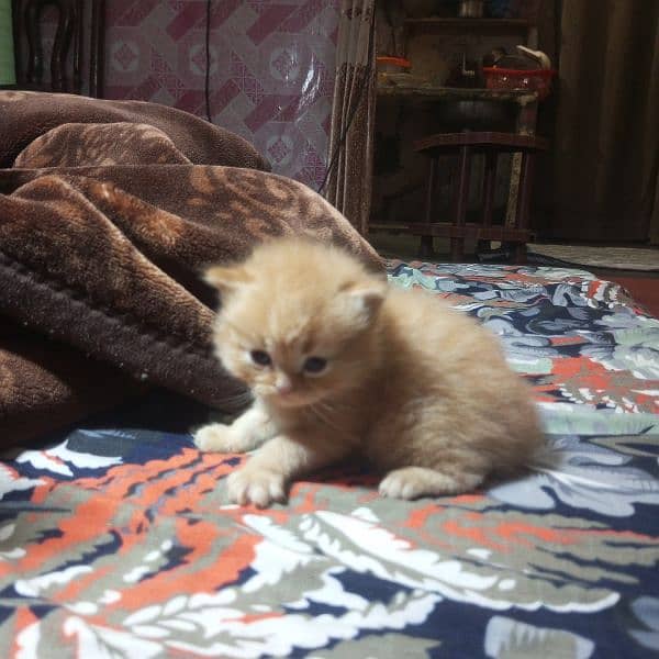 Triple Coat 3-Week-Old Black and Orange Persian Male and Female Kitten 9