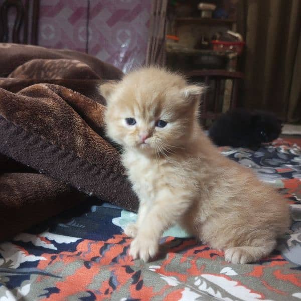 Triple Coat 3-Week-Old Black and Orange Persian Male and Female Kitten 10