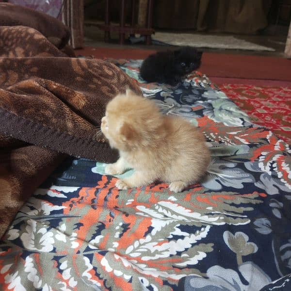 Triple Coat 3-Week-Old Black and Orange Persian Male and Female Kitten 11