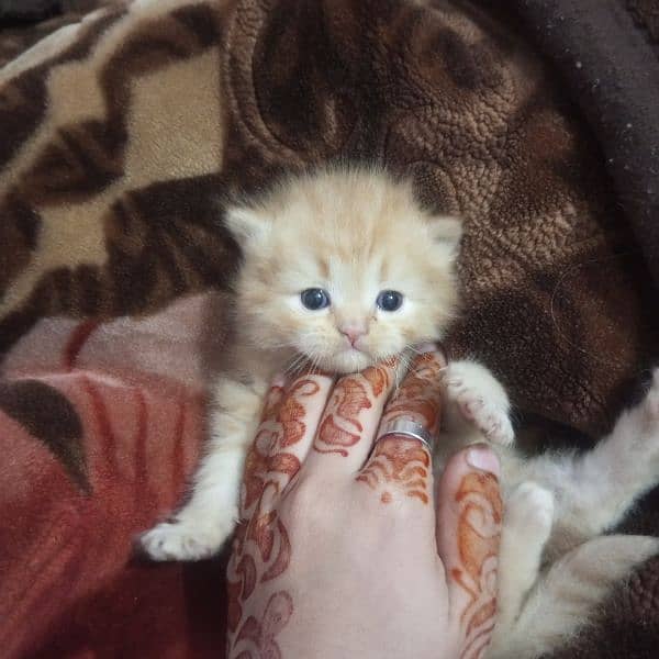 Triple Coat 3-Week-Old Black and Orange Persian Male and Female Kitten 12