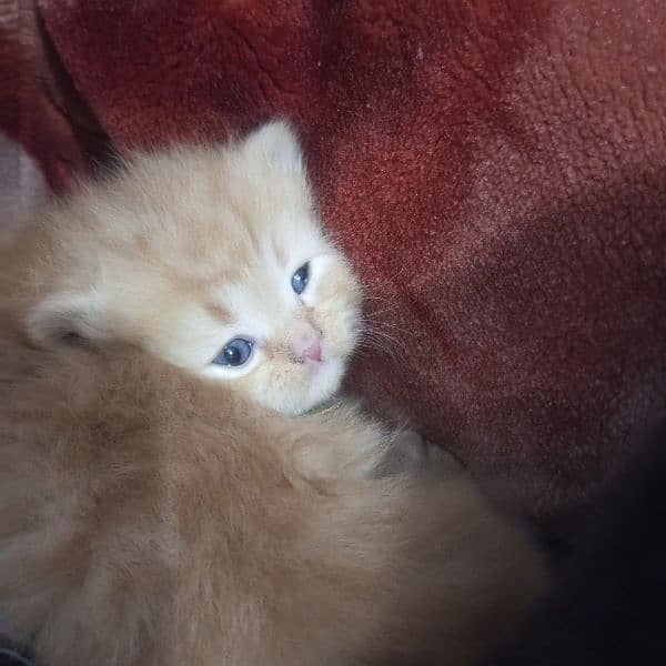 Triple Coat 3-Week-Old Black and Orange Persian Male and Female Kitten 13