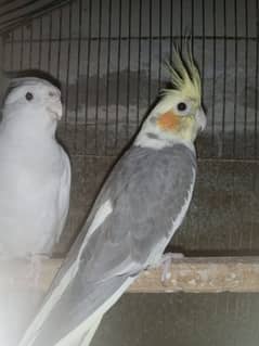 Cocktail birds Pair