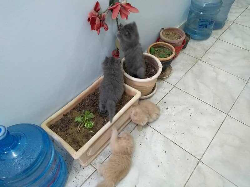 3 Persian Kittens for sale 0