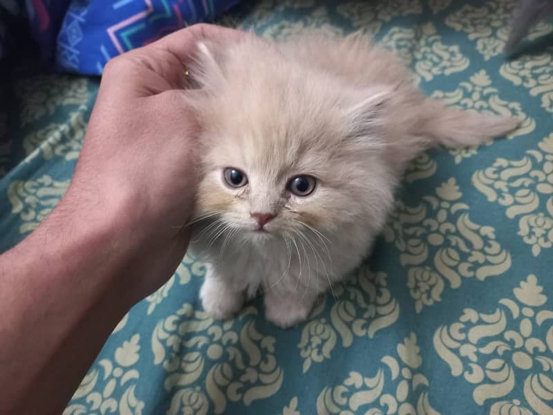 3 Persian Kittens for sale 1