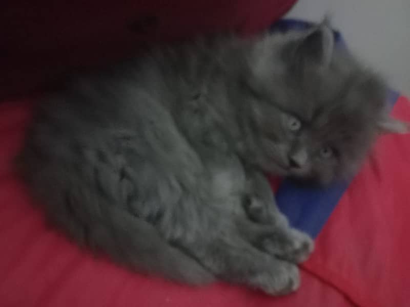 3 Persian Kittens for sale 2