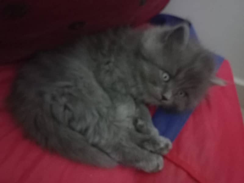 3 Persian Kittens for sale 3