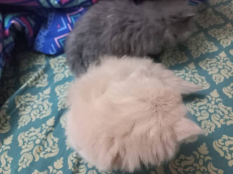 3 Persian Kittens for sale 4