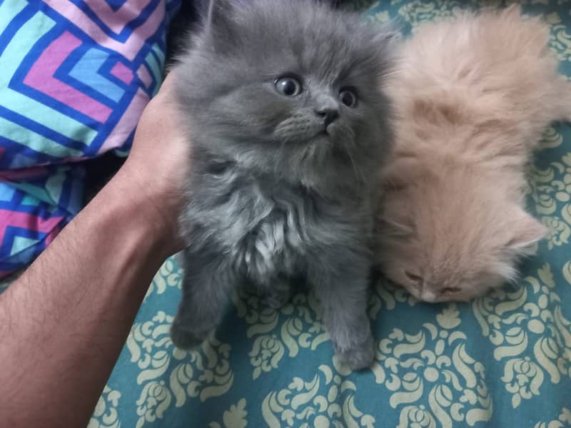 3 Persian Kittens for sale 5