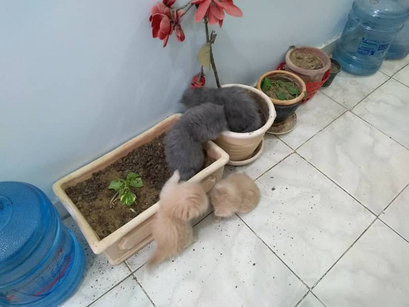 3 Persian Kittens for sale 6