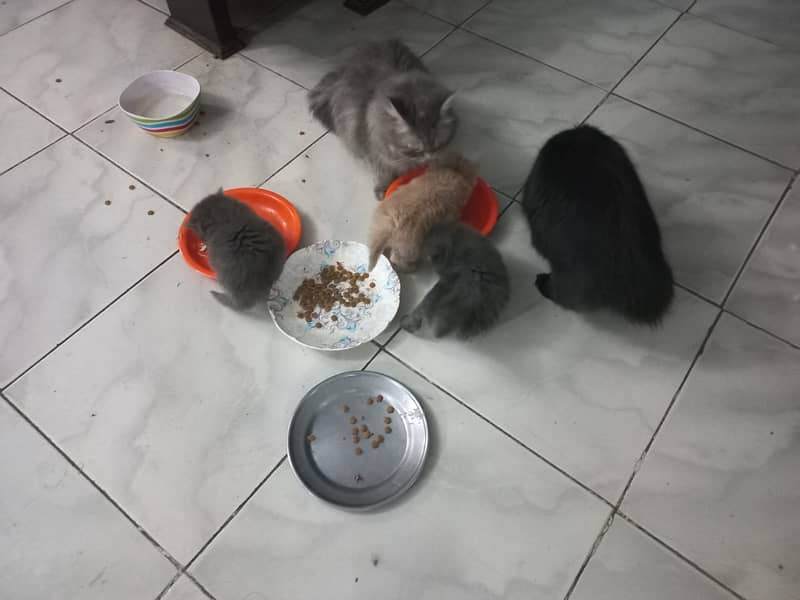 3 Persian Kittens for sale 7