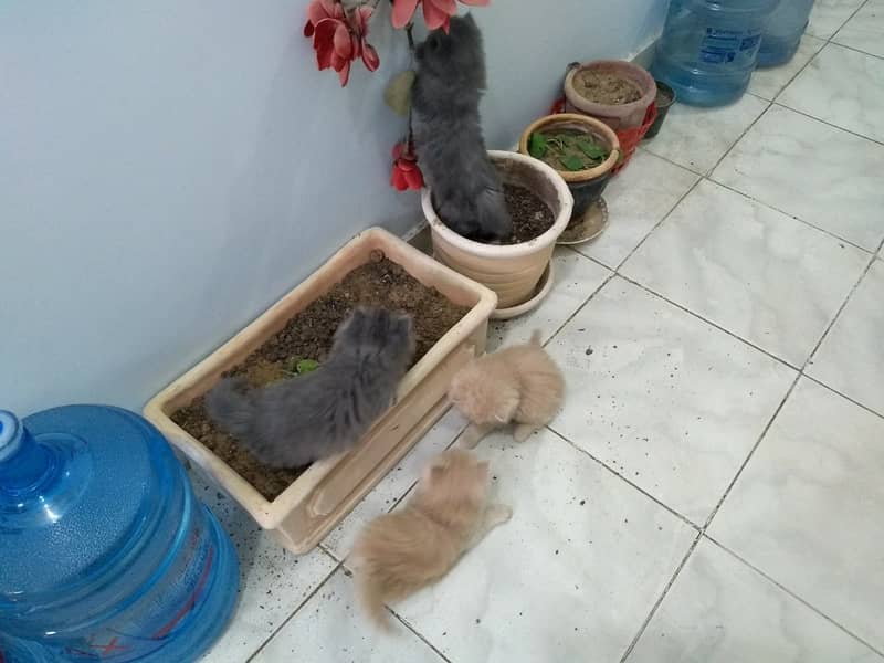 3 Persian Kittens for sale 9