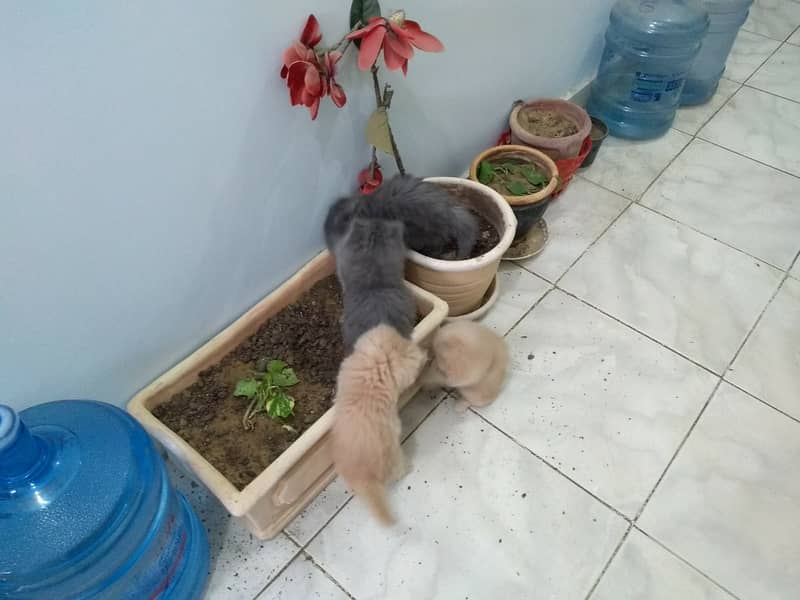 3 Persian Kittens for sale 10