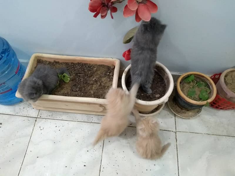 3 Persian Kittens for sale 11