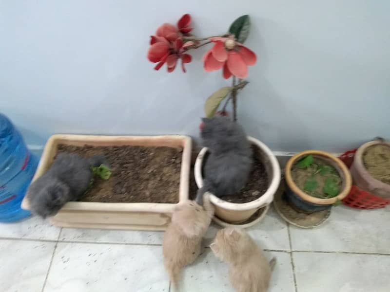 3 Persian Kittens for sale 12