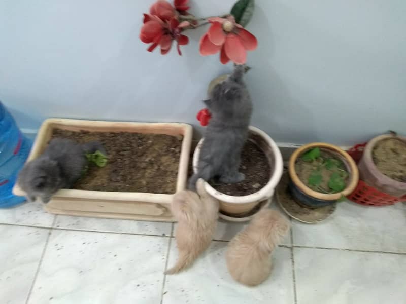 3 Persian Kittens for sale 13