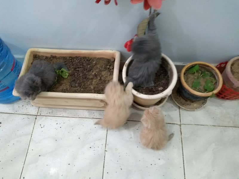 3 Persian Kittens for sale 14