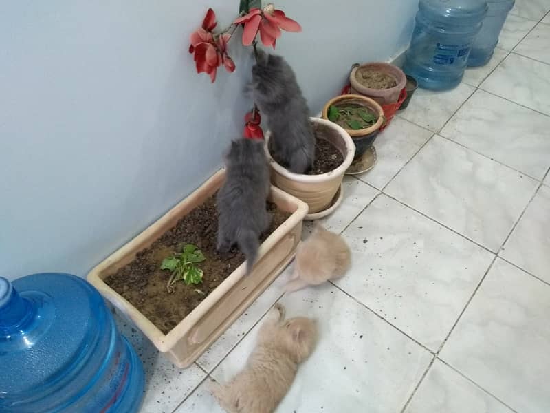 3 Persian Kittens for sale 15