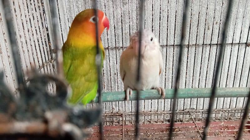 love bird with cage 0