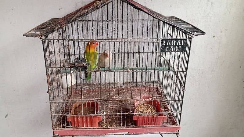 love bird with cage 1