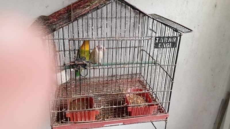 love bird with cage 2