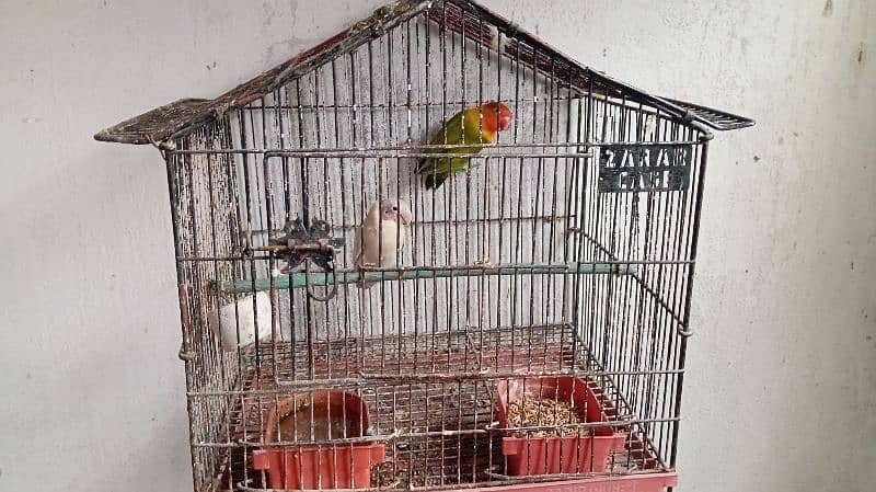 love bird with cage 3