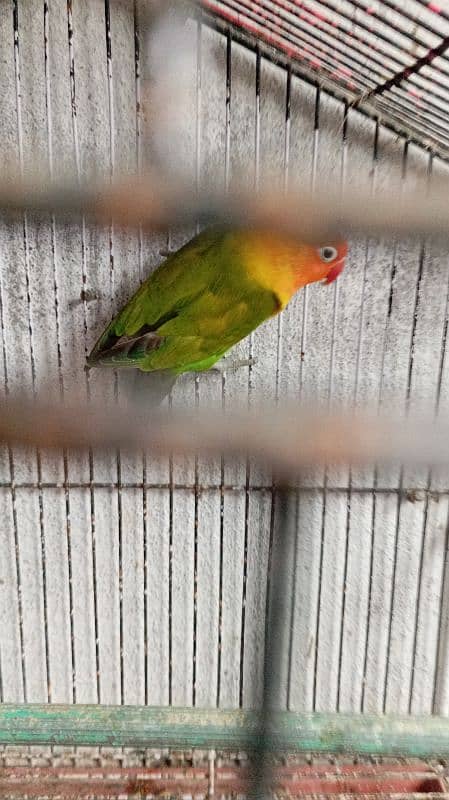 love bird with cage 4