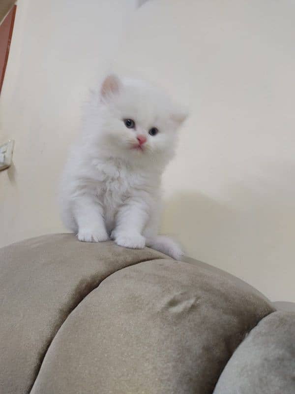 Persian high quality kittens 1