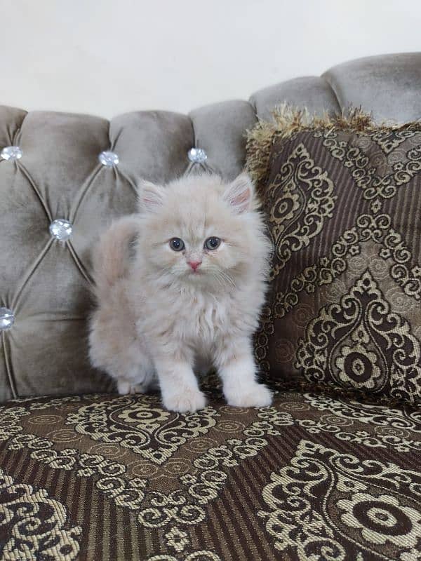 Persian high quality kittens 3