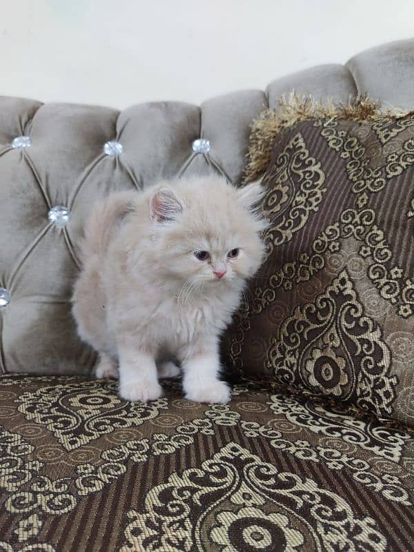 Persian high quality kittens 4