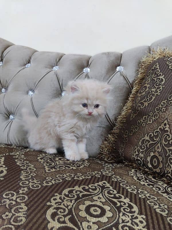 Persian high quality kittens 5