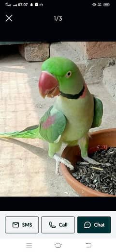 Raw parrot urgent sale only interested come to inbox