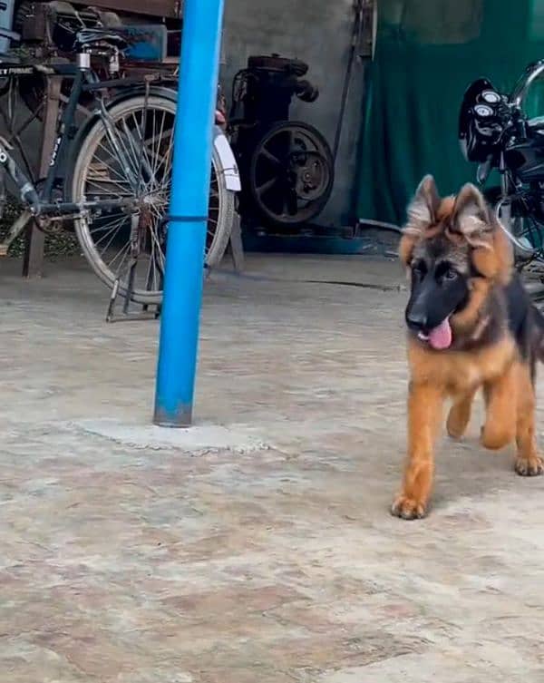 German shepherd long coat puppies for sale 0