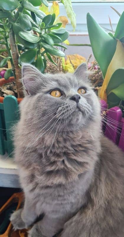 Persian cat 3