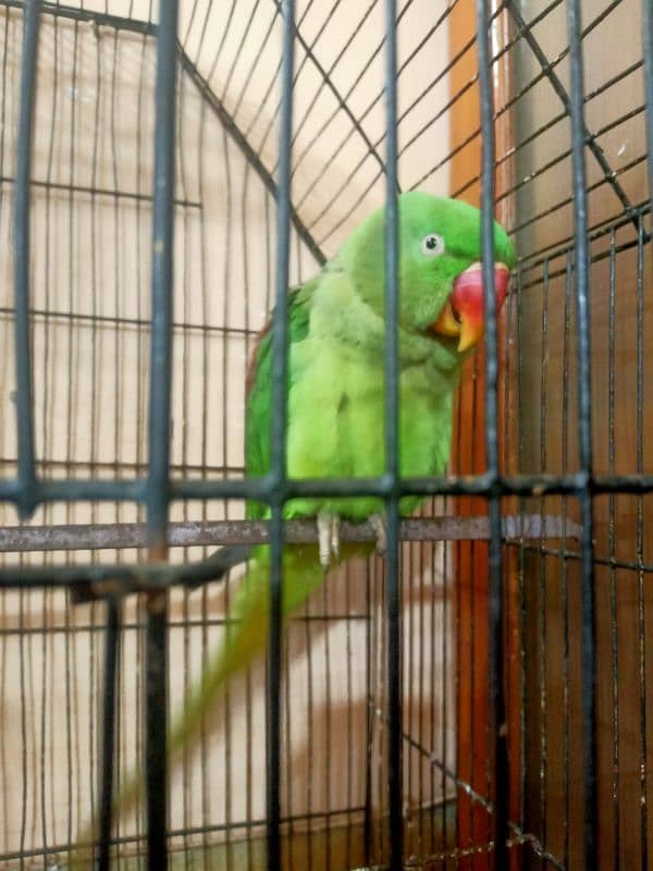 2 Year old parrot Good and healthy parrot 0