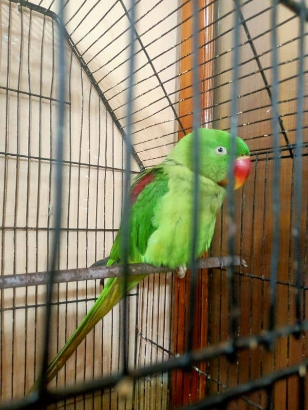 2 Year old parrot Good and healthy parrot 1