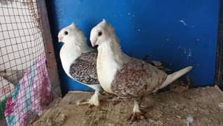 Mix fancy pigeons 0304-6522924