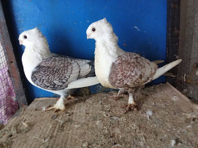 Mix fancy pigeons 0304-6522924 1