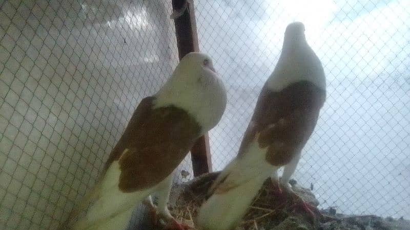 Mix fancy pigeons 0304-6522924 2