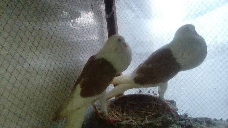 Mix fancy pigeons 0304-6522924 3