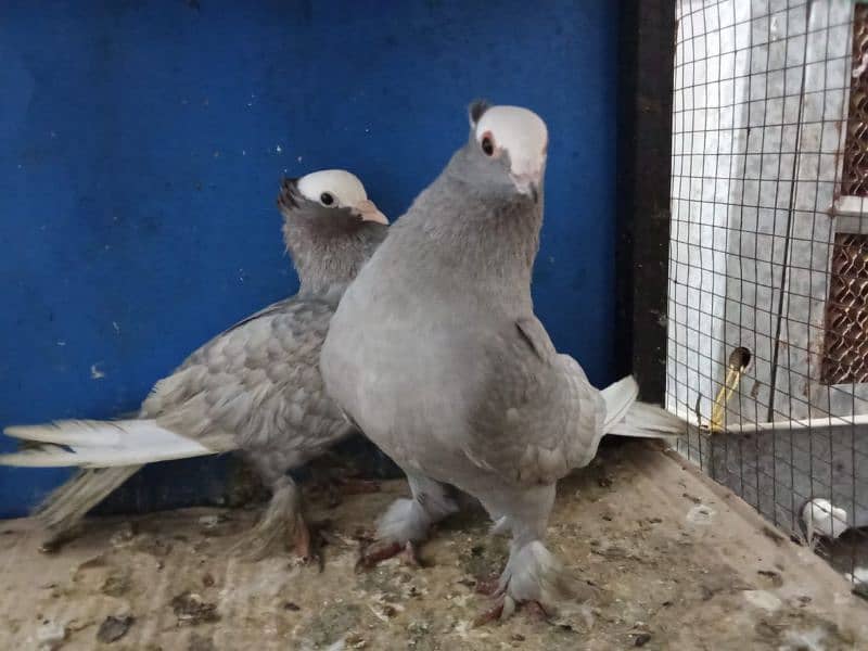 Mix fancy pigeons 0304-6522924 4