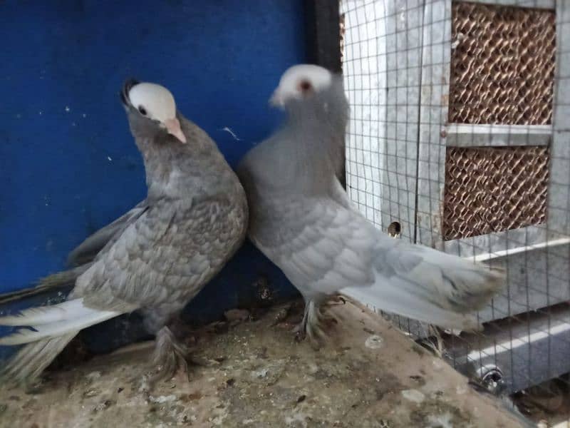 Mix fancy pigeons 0304-6522924 5