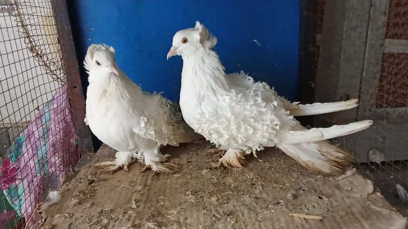 Mix fancy pigeons 0304-6522924 6