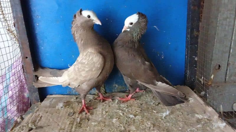 Mix fancy pigeons 0304-6522924 7