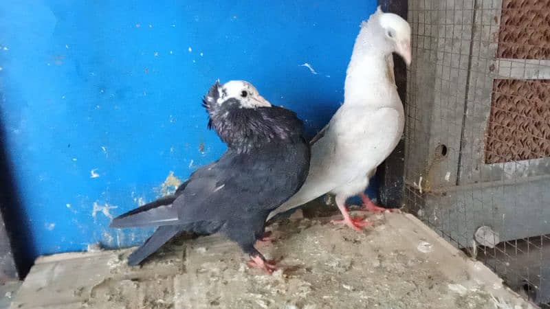 Mix fancy pigeons 0304-6522924 8