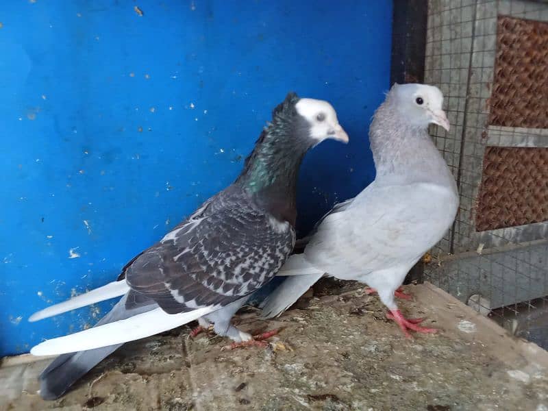 Mix fancy pigeons 0304-6522924 9