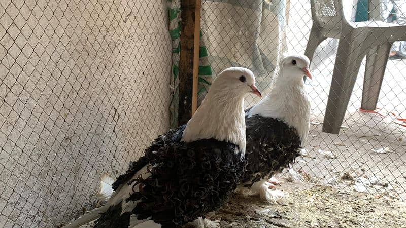 Mix fancy pigeons 0304-6522924 13