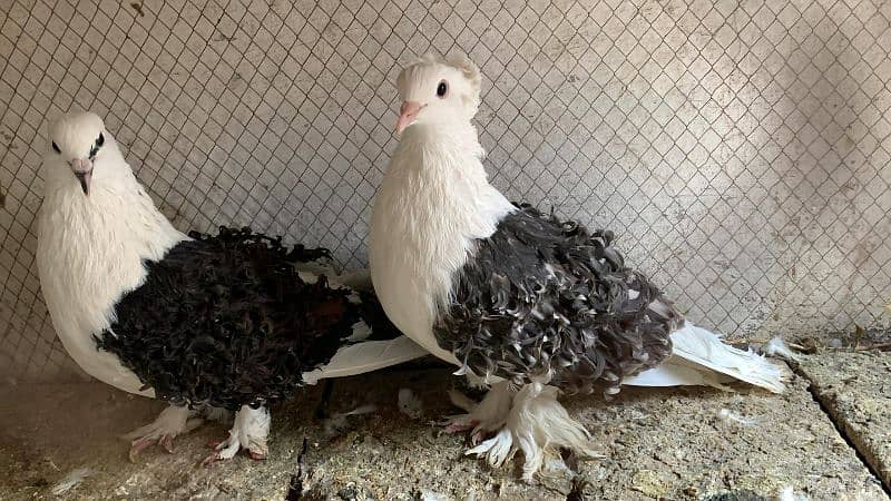 Mix fancy pigeons 0304-6522924 14